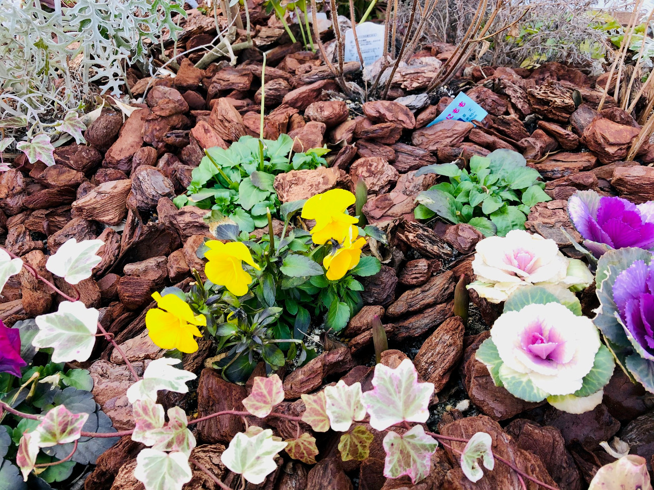 お店のチューリップの芽が出てきました 春ですね まじめな買取専門店tamaki